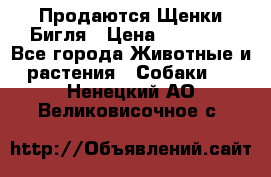 Продаются Щенки Бигля › Цена ­ 35 000 - Все города Животные и растения » Собаки   . Ненецкий АО,Великовисочное с.